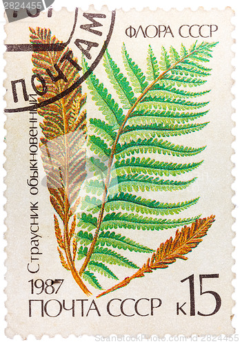 Image of Stamp printed in the USSR shows Ostrich fern