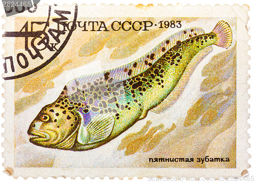 Image of Stamp printed by Russia (USSR), shows fish, Anarhichas minor