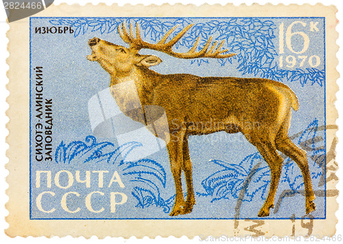 Image of Postage stamp printed in USSR shows image of a Cervus elaphus xa