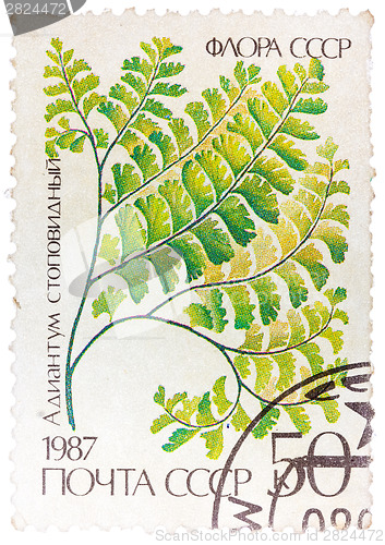 Image of Stamp printed in the USSR shows Maidenhair