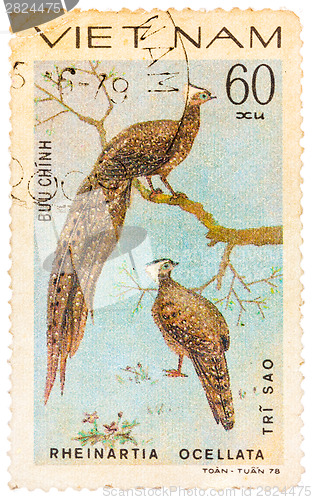 Image of Stamp printed in Vietnam shows Rheinartia ocellata or crested ar