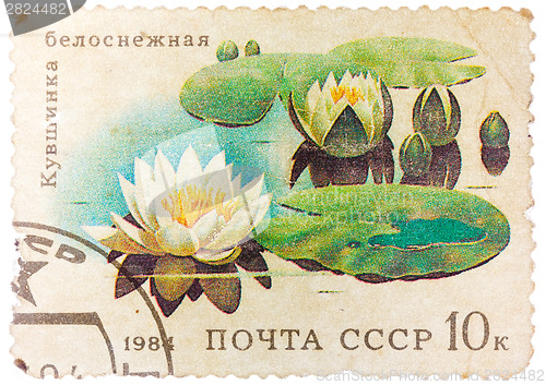 Image of Stamp from the USSR shows image of water lilies