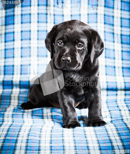 Image of Beautiful Black Labrador Puppy Dog