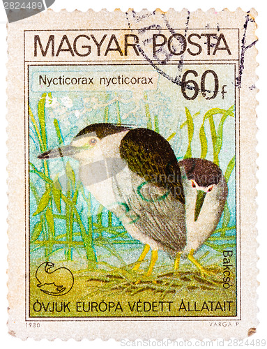 Image of Stamp printed in Hungary shows Black-crowned night heron