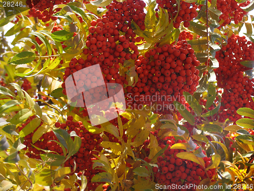 Image of Autumn ashberry