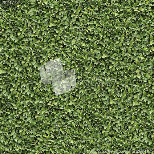 Image of Laurel Bush Surface. Seamless Texture.