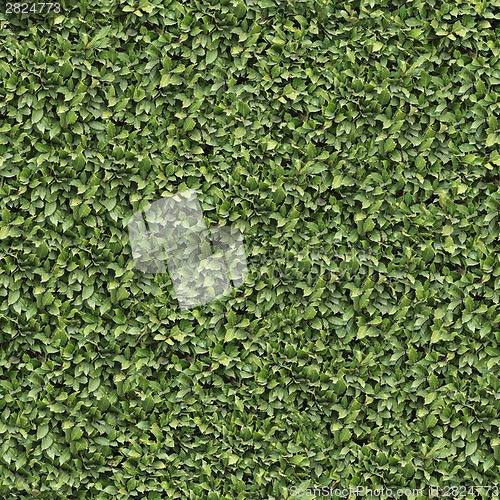 Image of Laurel Bush Surface. Seamless Texture.