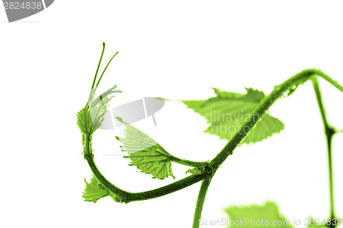 Image of Grape leaf