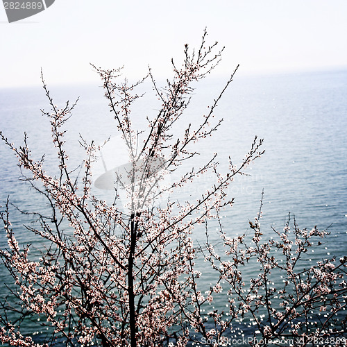 Image of Flowered tree 