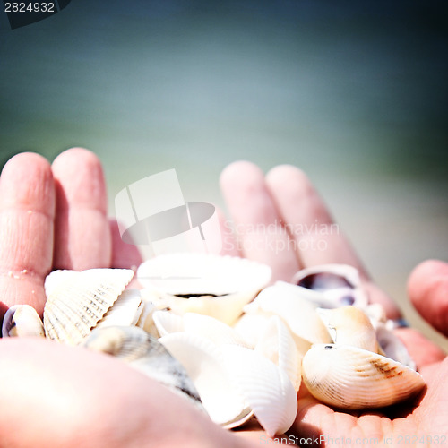 Image of Scallop