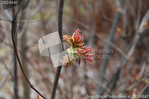 Image of Leafs