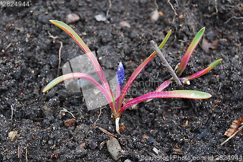 Image of Purple flower