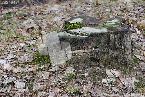 Image of Stump