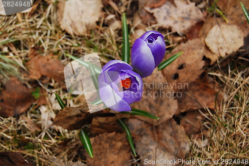 Image of Purple flower