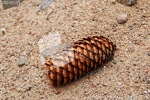 Image of Pine cone