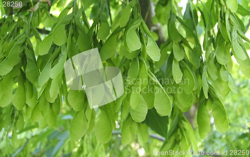 Image of Maple seeds