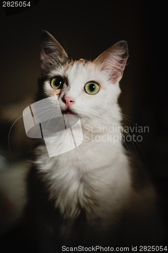 Image of White Kitten