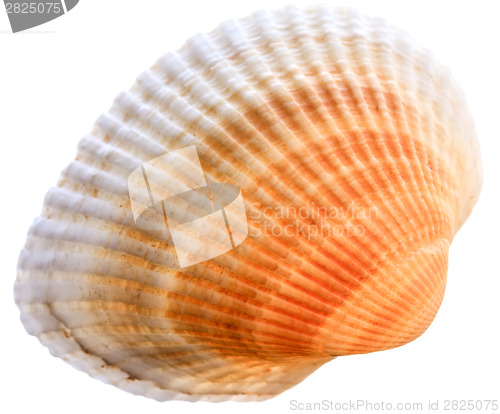 Image of Sea cockleshell isolated on white background