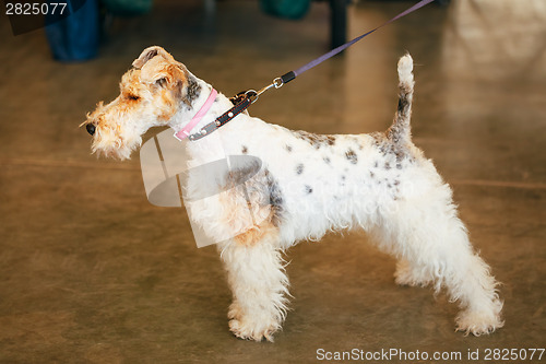 Image of Wire Fox Terrier