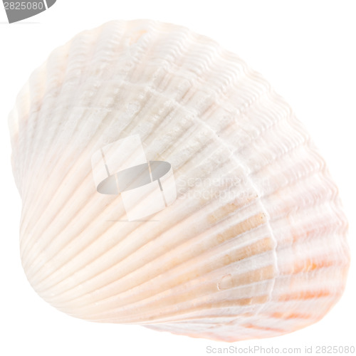 Image of Sea Cockleshell Isolated On White Background