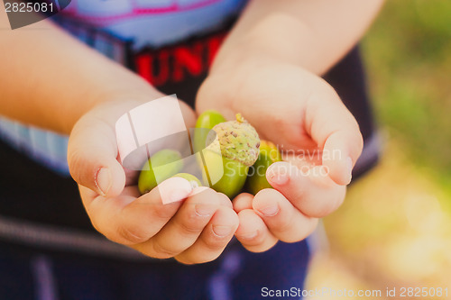 Image of Green Acorns