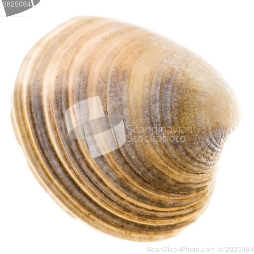 Image of Sea Cockleshell Isolated On White Background