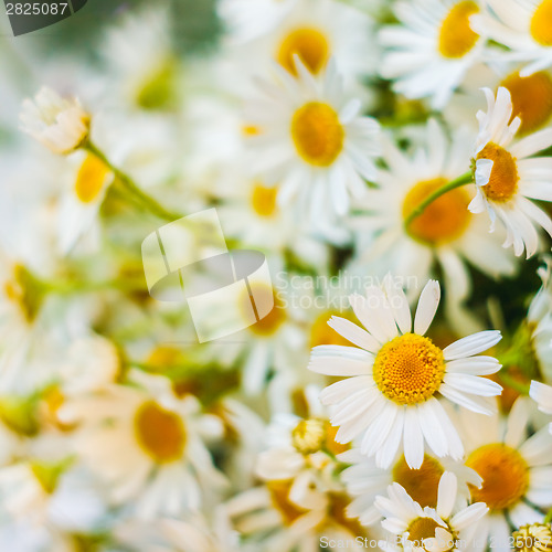 Image of White Camomiles Flowers