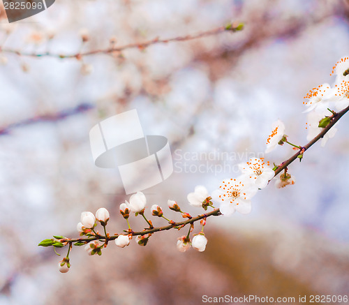 Image of Branch With White  Blossoms