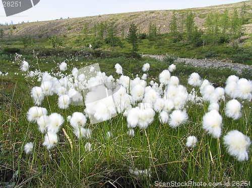 Image of Eriophorum scheuchzeri