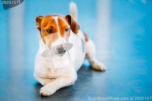 Image of Dog jack russel terrier