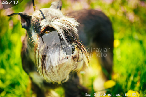 Image of Miniature Schnauzer Dog Sitting In Green Grass Outdoor