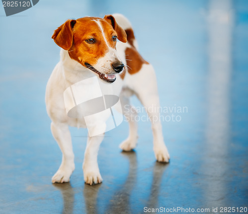 Image of Dog jack russel terrier