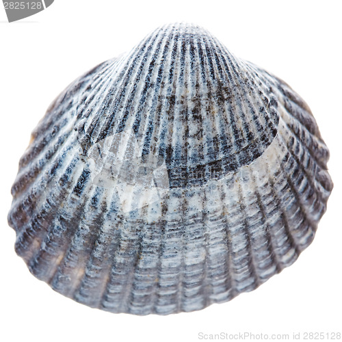 Image of Sea cockleshell isolated on white background