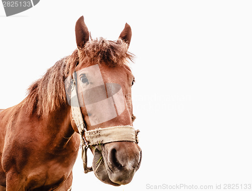 Image of Funny Closeup Of Horse - Wide Angle