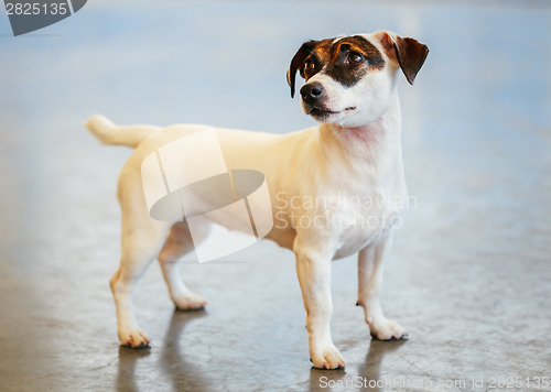 Image of Dog jack russel terrier