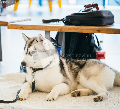 Image of Gray Adult Siberian Husky Dog (Sibirsky husky) 