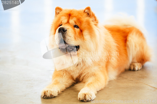 Image of Brown Chines chow chow dog 