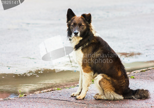 Image of Portrait Of A Stray Dog In Street.