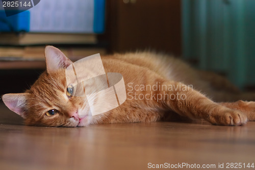 Image of Cat Lying On A Floor