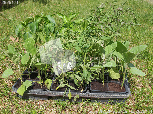 Image of Plug plant