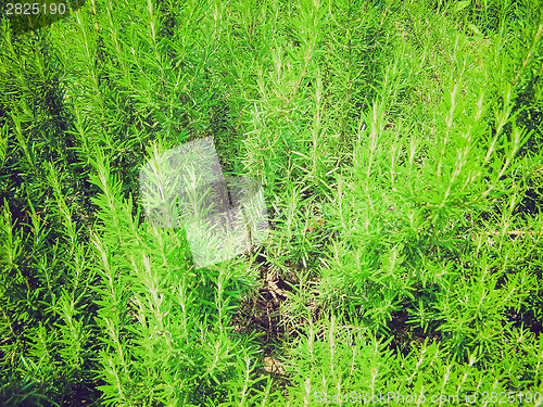 Image of Retro look Rosemary