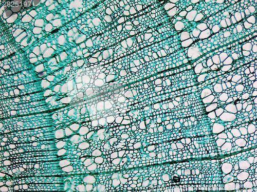 Image of Pine Wood micrograph