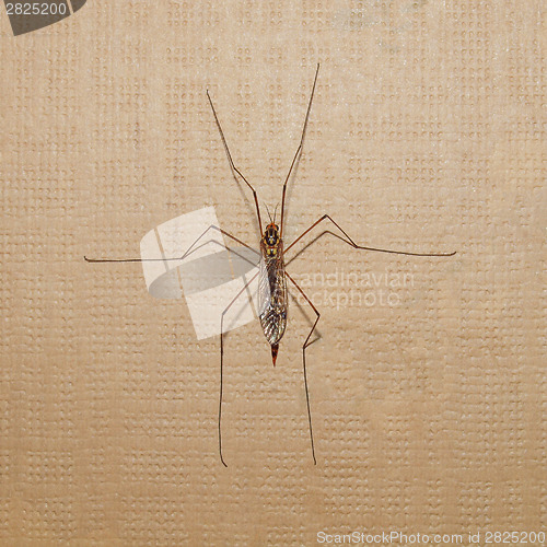 Image of Crane Fly insect