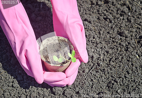 Image of gardening