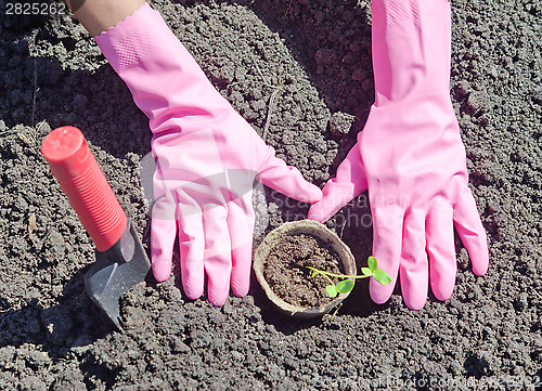 Image of gardening