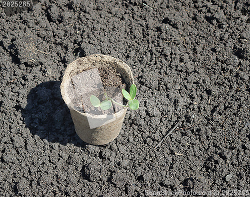 Image of peat pot