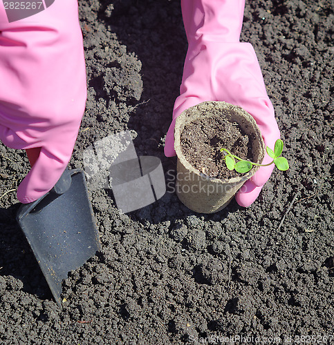 Image of gardening