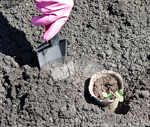 Image of gardening