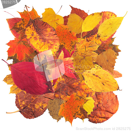 Image of Autumn leaves3