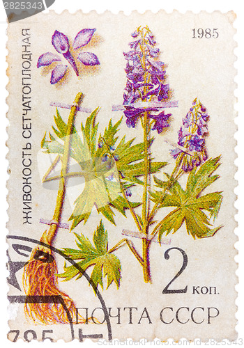 Image of Post stamp printed in USSR (CCCP, soviet union) shows plant of D